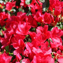 Azalea japonesa 'Ward's Ruby'